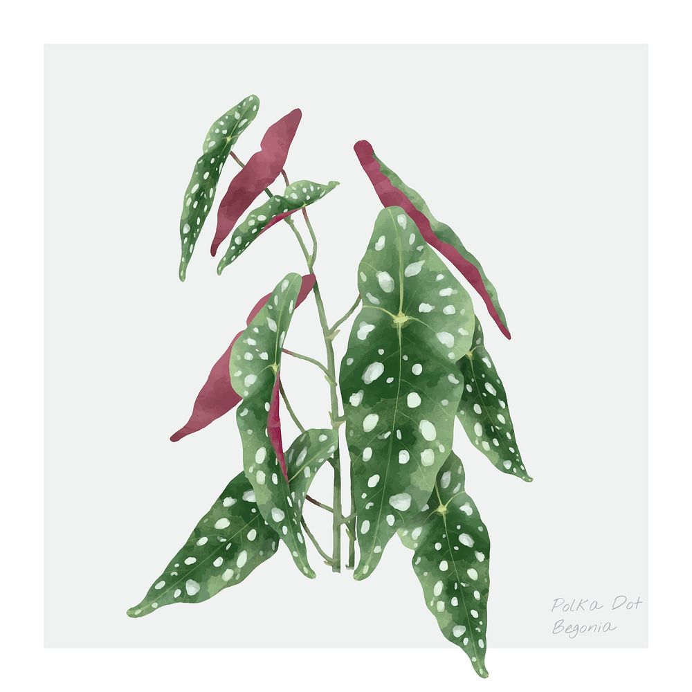 Polkadot begonia leaf isolated on white background