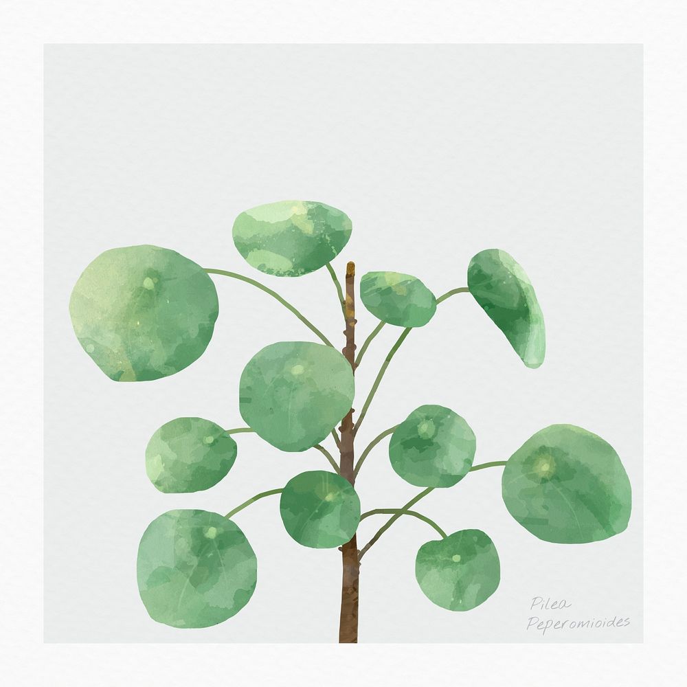 Chinese money plant psd watercolor botanical