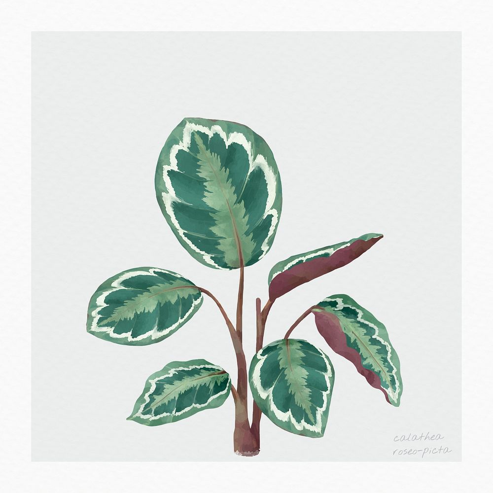 Psd rose painted calathea watercolor botanical