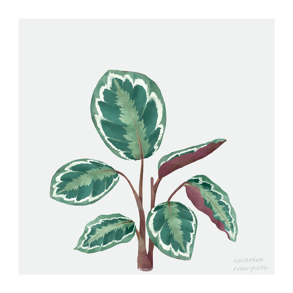 Calathea Roseopicta leaf isolated on white background