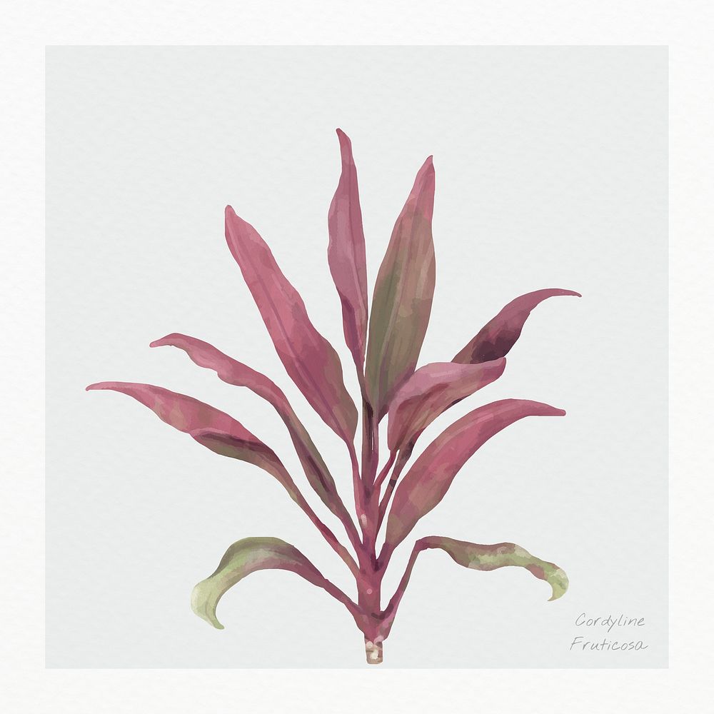 Cordyline fruticosa plant psd watercolor