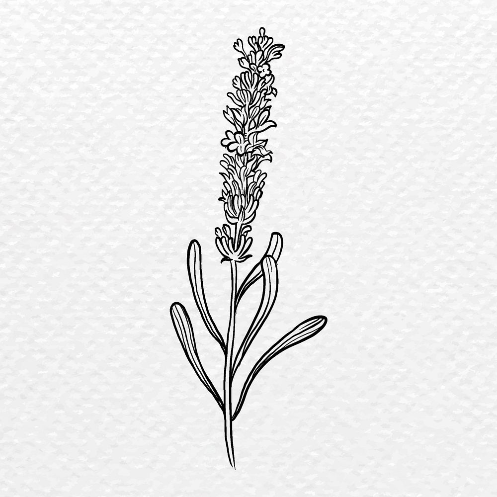 Lavender flower collage element, black botanical sticker psd