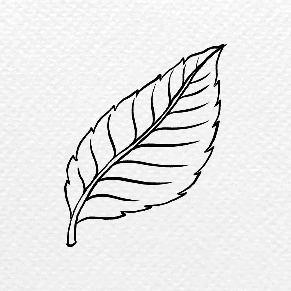 Rose&rsquo;s leaf tattoo art, black vintage nature sticker psd