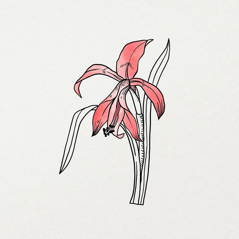Red watercolor flower line art, aesthetic botanical design