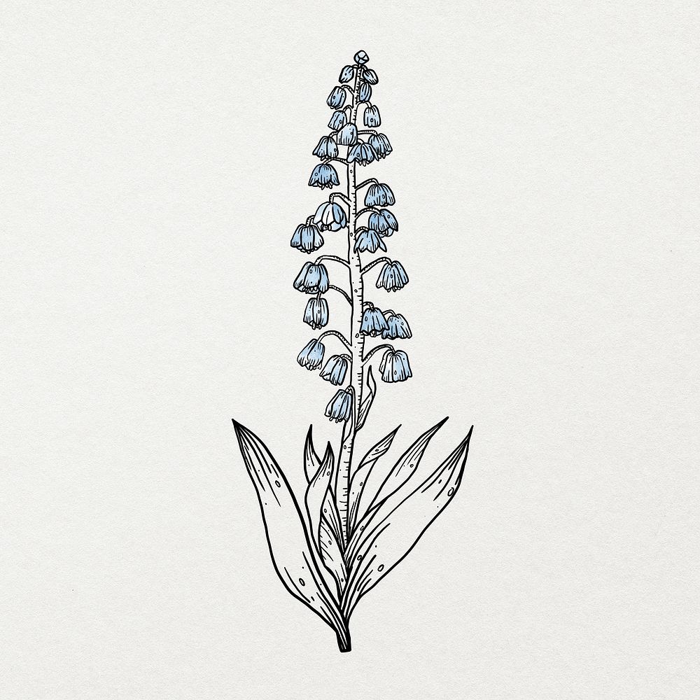 Blue watercolor flower line art, aesthetic botanical design