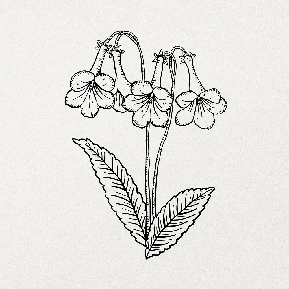 Botanical drawing black and white sticker, coloring book design psd