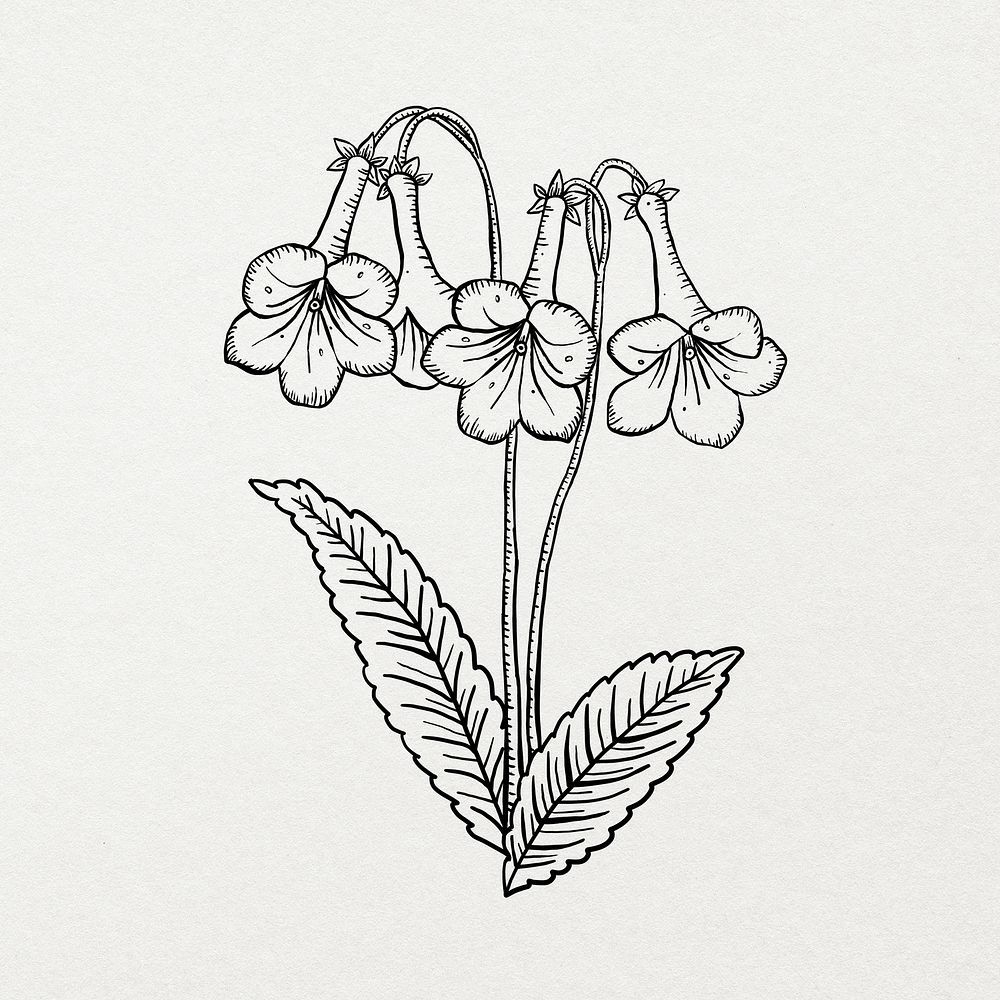 Hand drawn flower, minimal black and white line art design