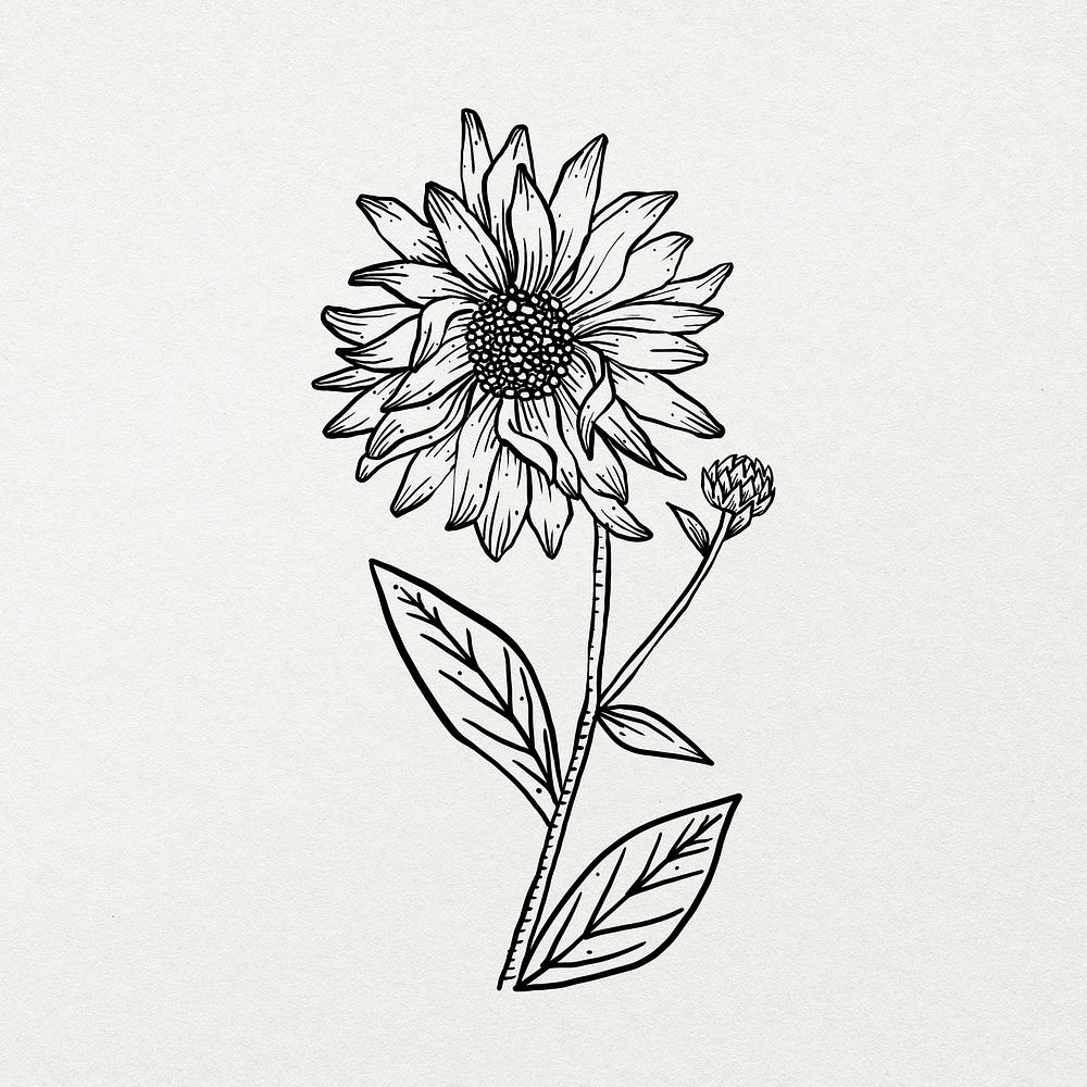 Flower line art design illustration, botanical hand drawn design