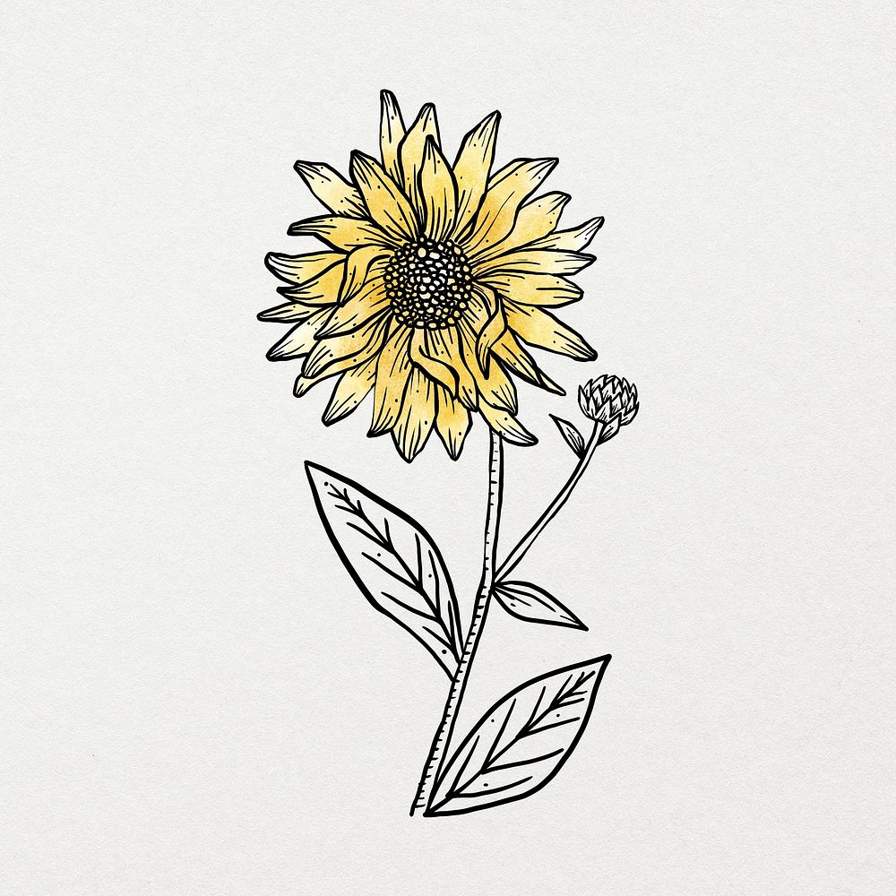 Yellow watercolor flower line art, aesthetic botanical design