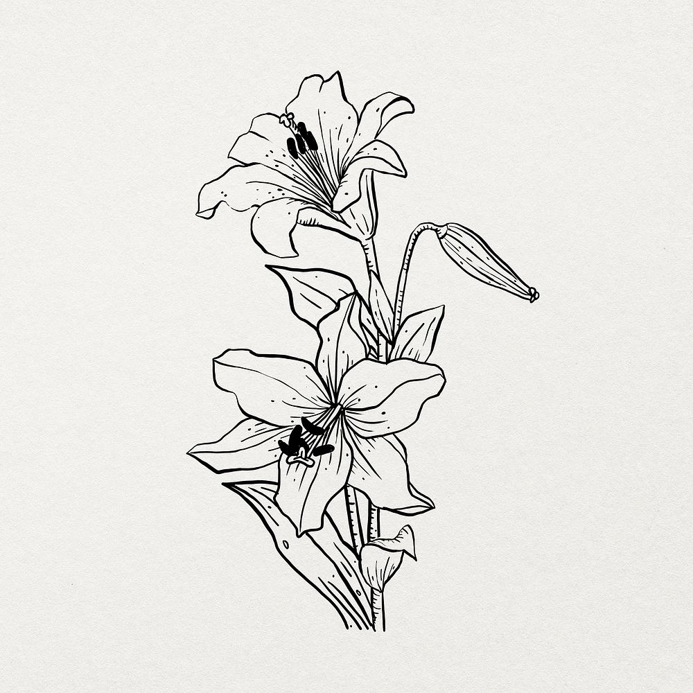 Botanical drawing black and white sticker, coloring book design psd