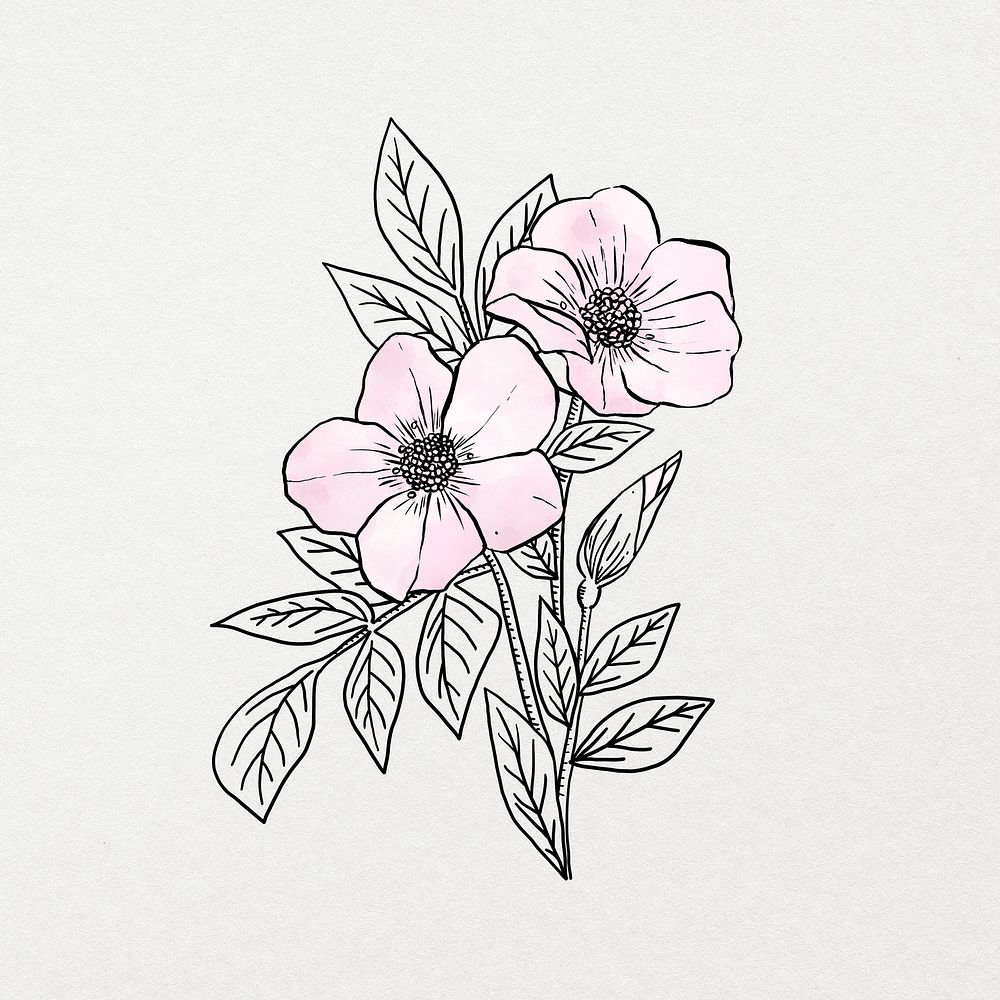 Pink watercolor flower line art, aesthetic botanical design
