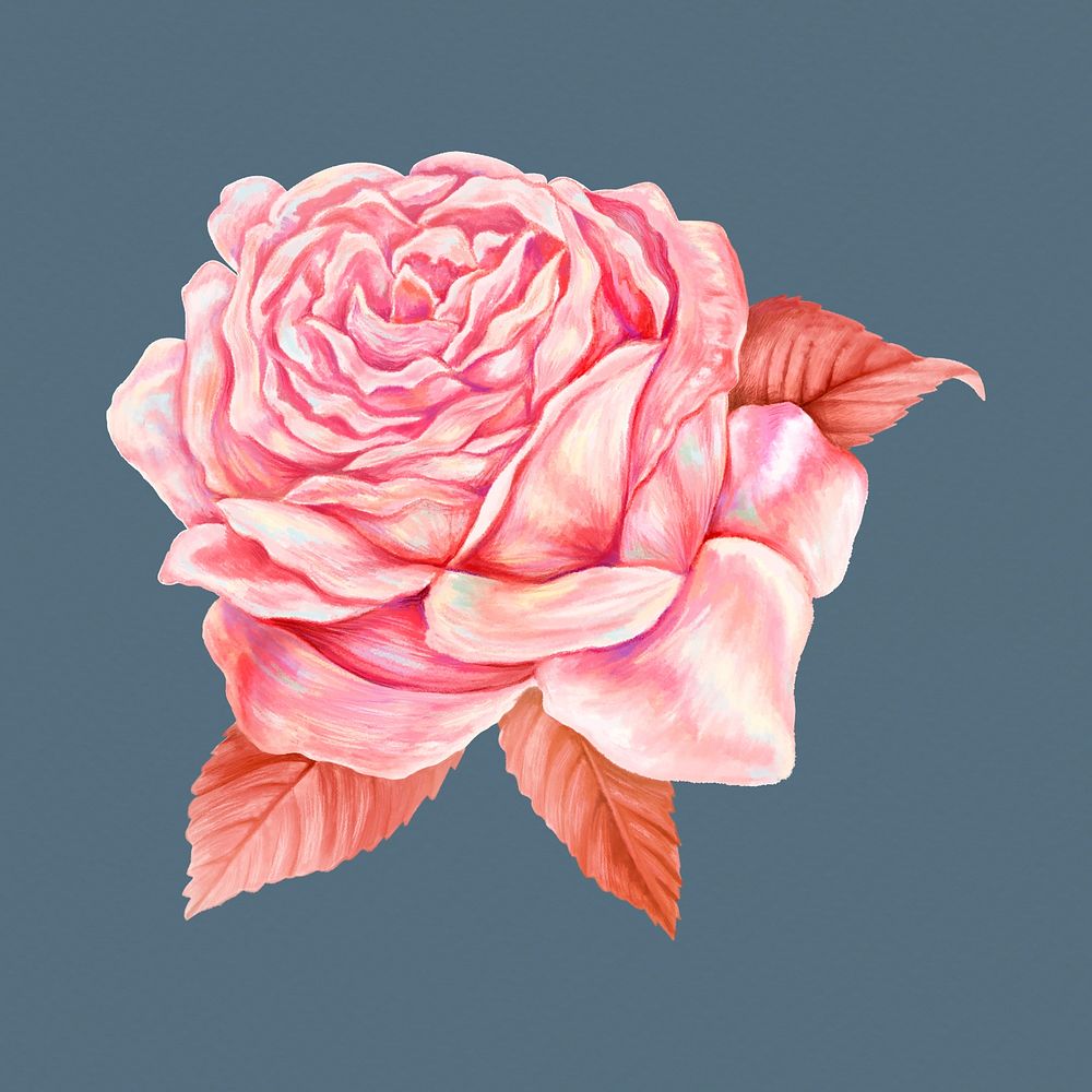 Pink rose clipart, aesthetic painting design