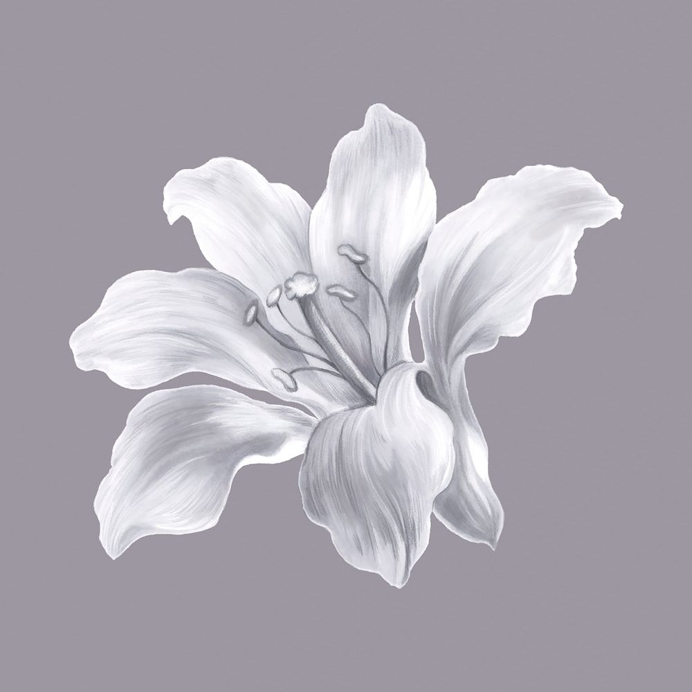 Gray lily clipart, aesthetic painting design