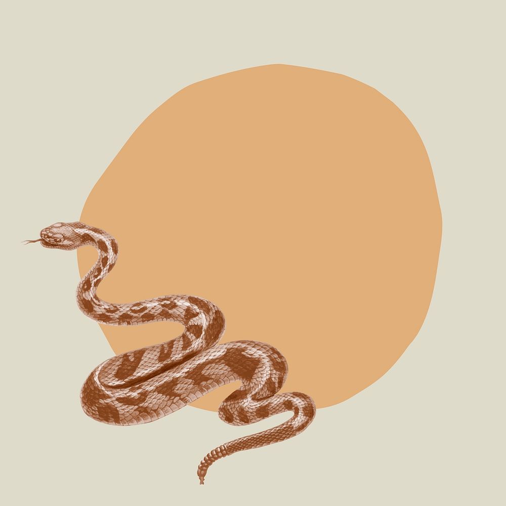Brown frame background, snake, transparent design vector