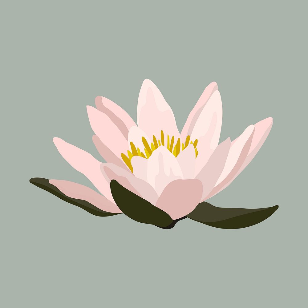 Lotus clipart, botanical illustration design vector