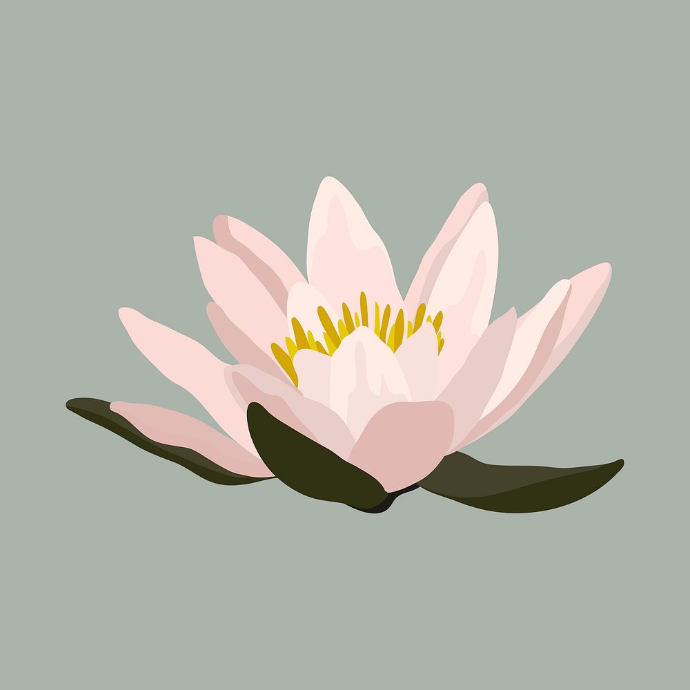 Lotus clipart, botanical illustration design psd