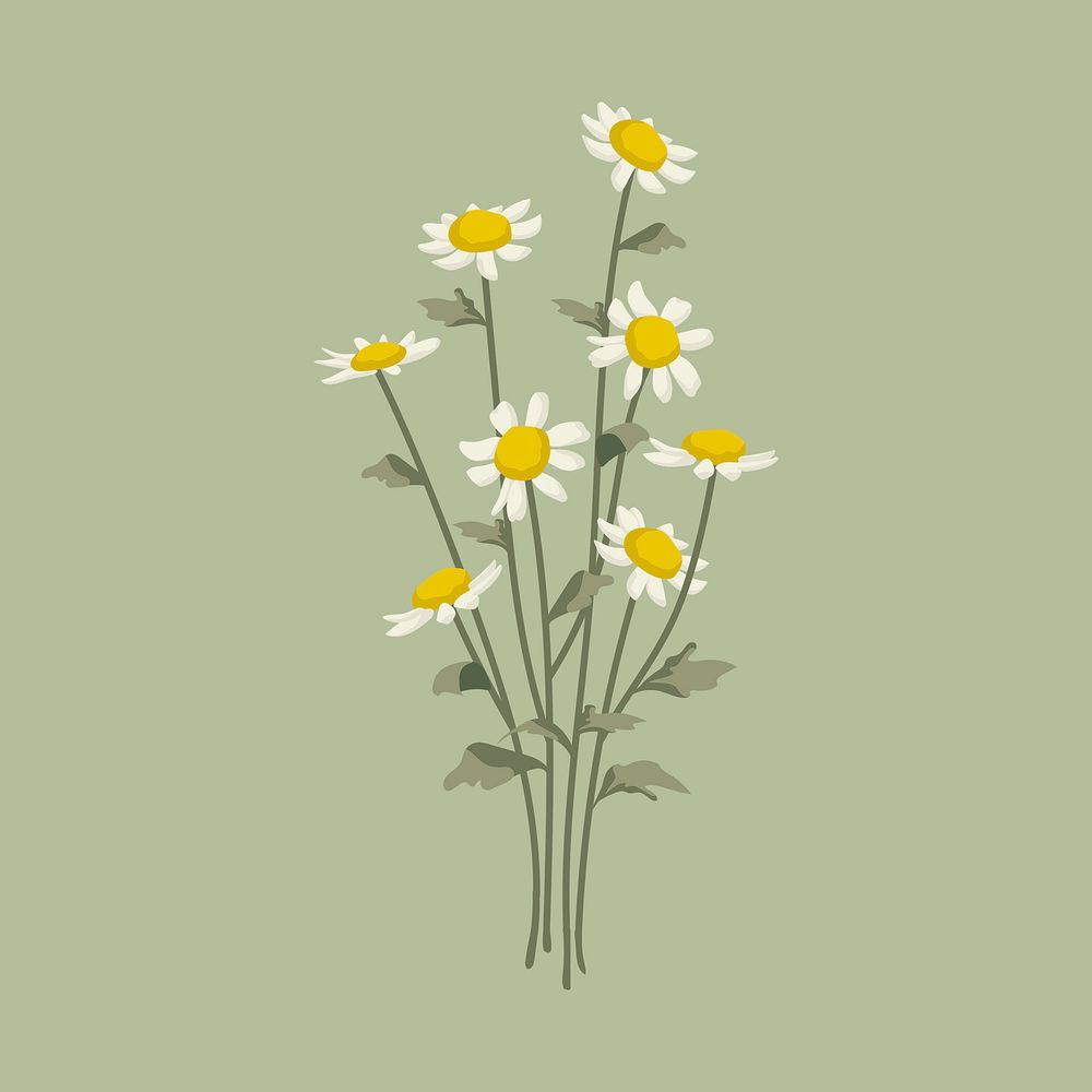 White flower clipart, botanical illustration 