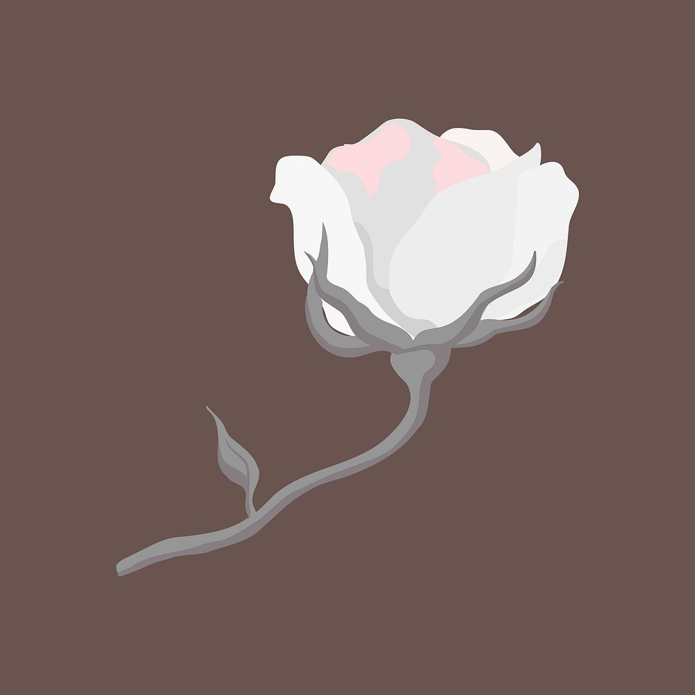 White rose clipart, botanical design vector