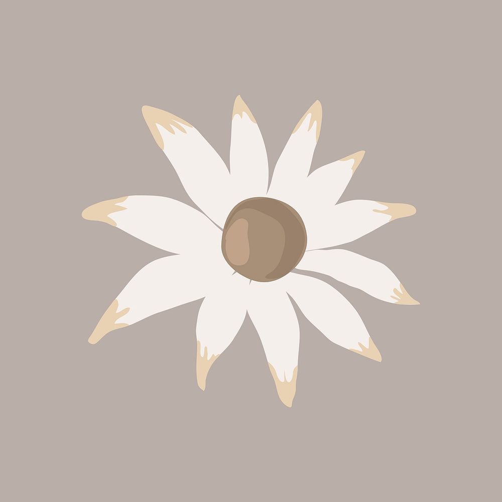 Flannel flower clipart, botanical illustration design psd