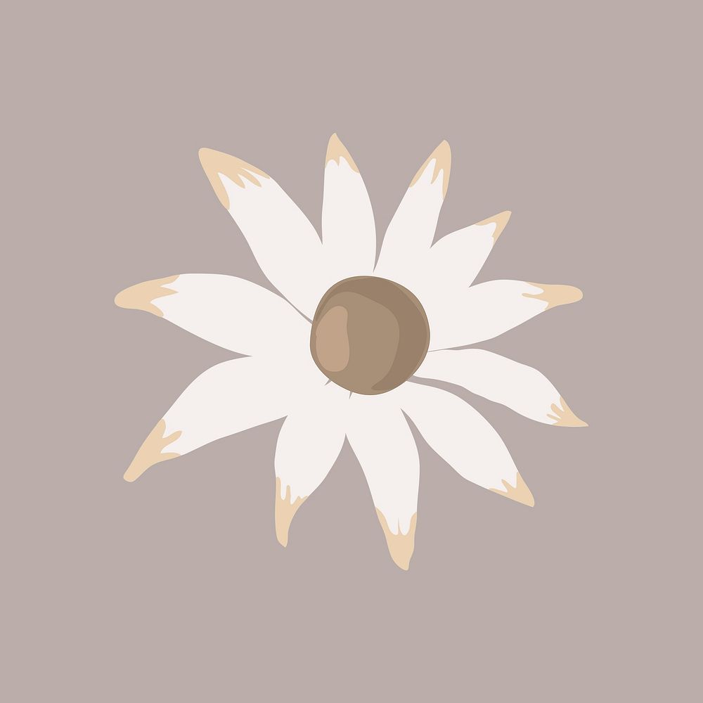 Flannel flower, clipart botanical illustration design vector