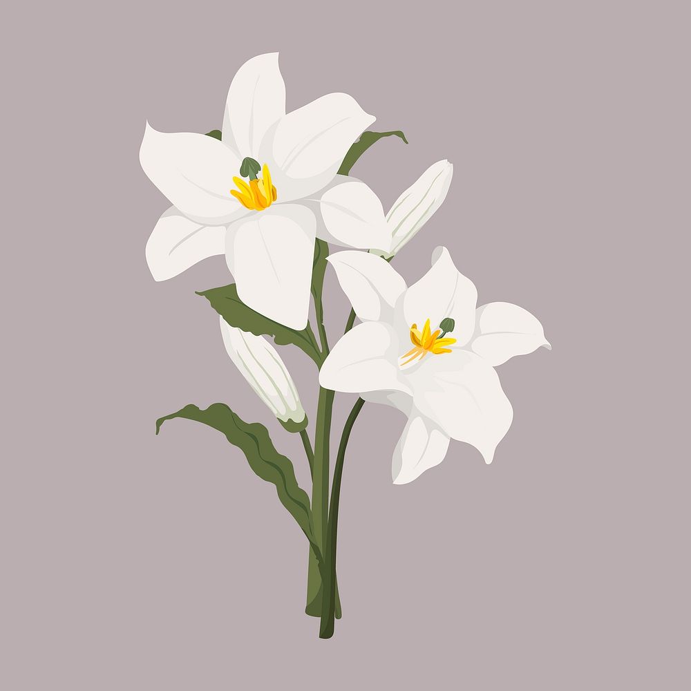 White lily, botanical illustration design