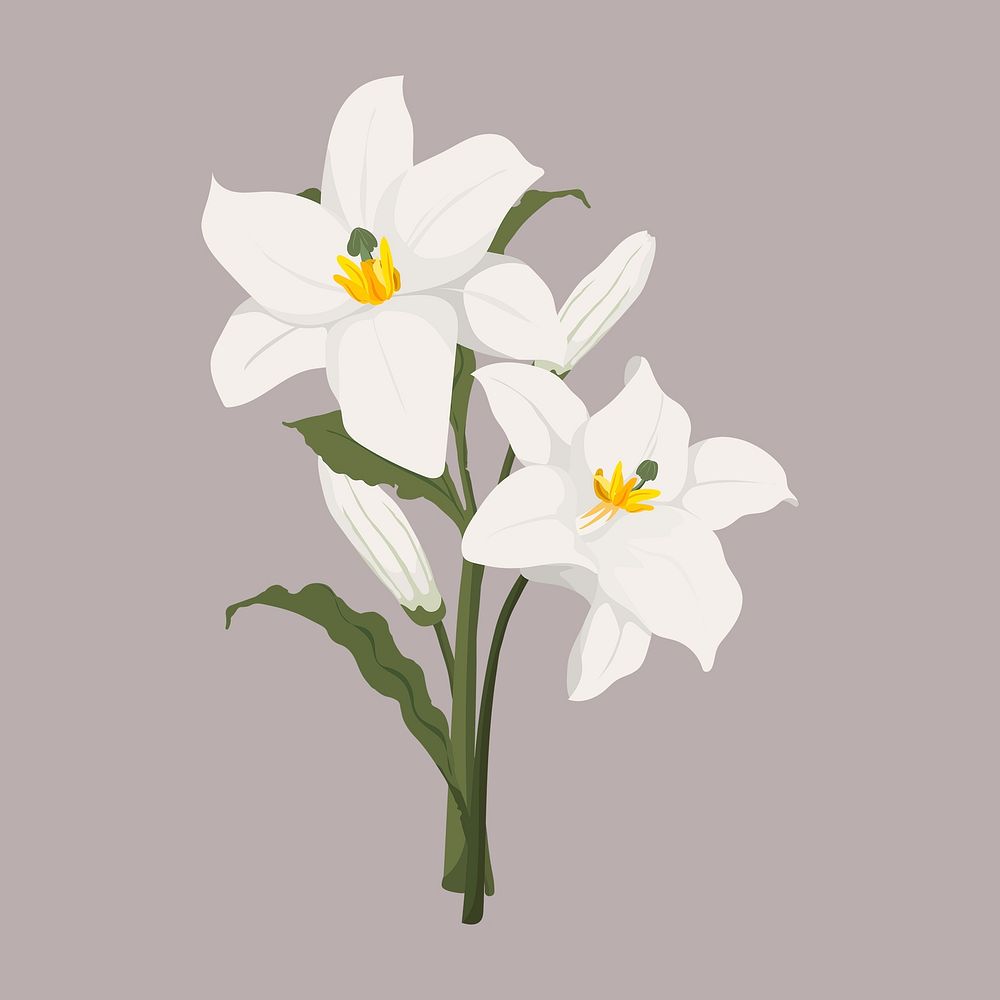 White lily clipart, botanical illustration design psd