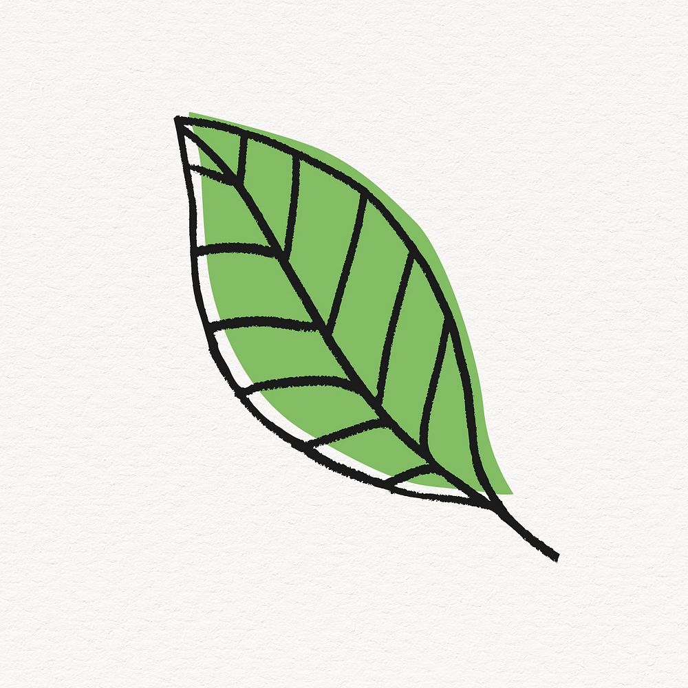 Ash tree leaf clipart, line art design