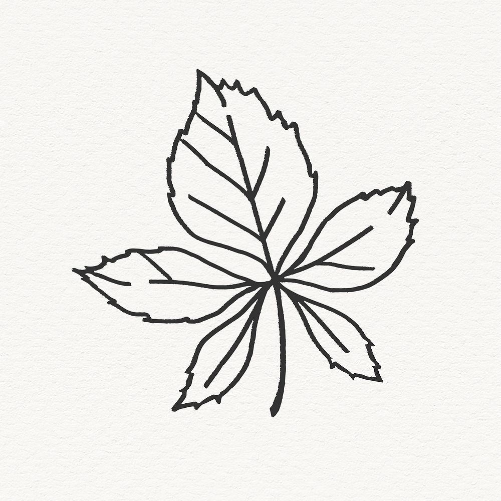 Chestnut tree leaf clipart, line art design
