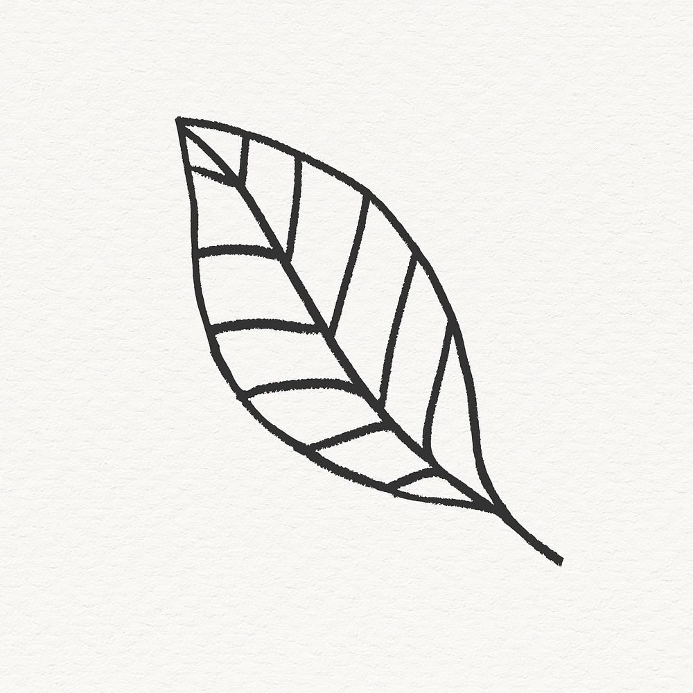 Ash tree leaf clipart, simple line art design
