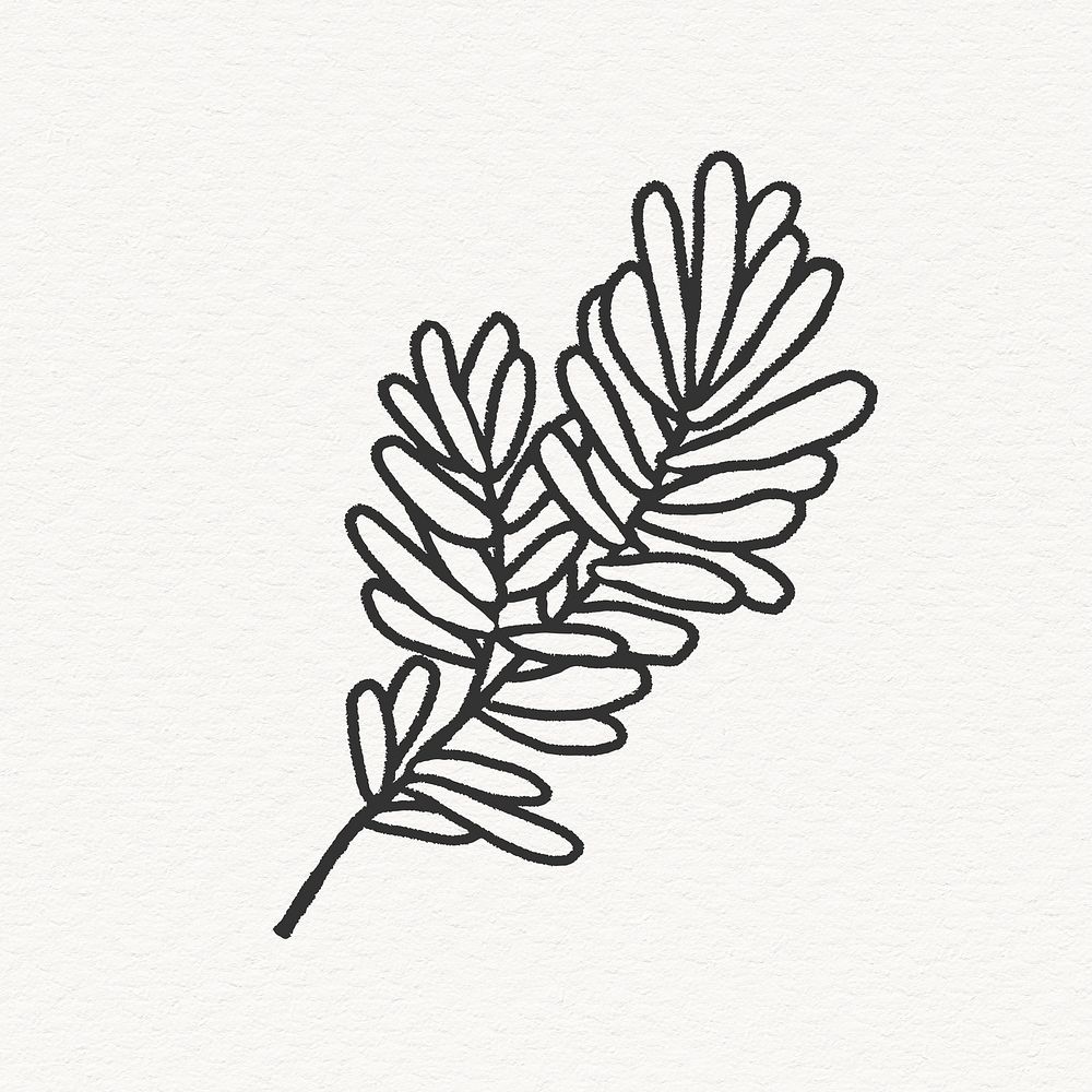 Mimosa pudica leaf clipart, simple line art design
