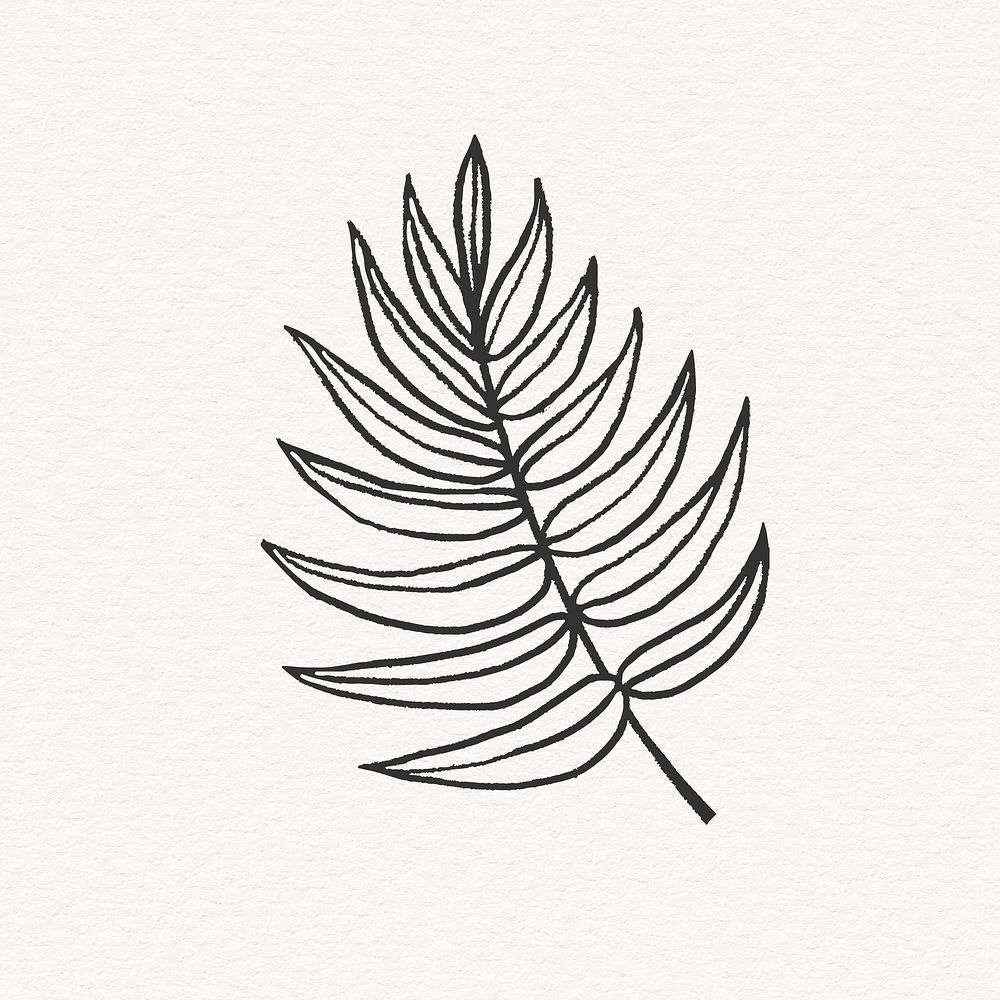 Palm tree leaf illustration, line art nature design