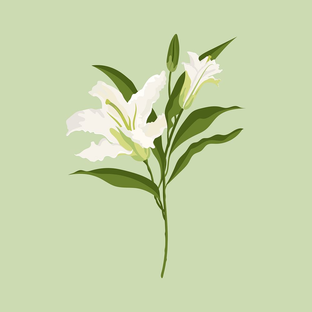 Realistic lily flower clipart, white botanical design