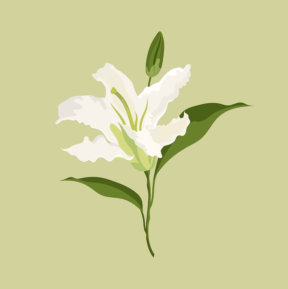 Lily flower sticker, white botanical, feminine illustration vector