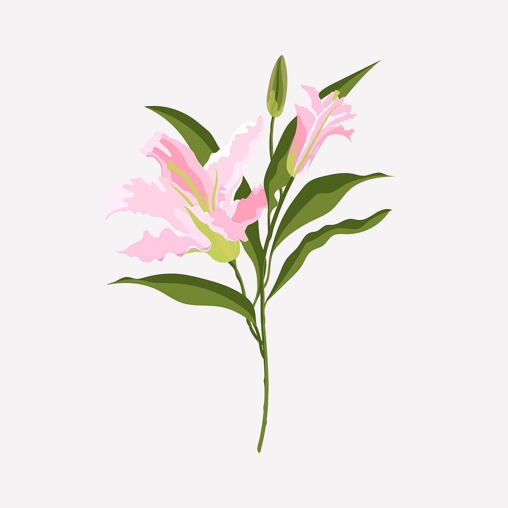 Realistic lily flower clipart, pink botanical design