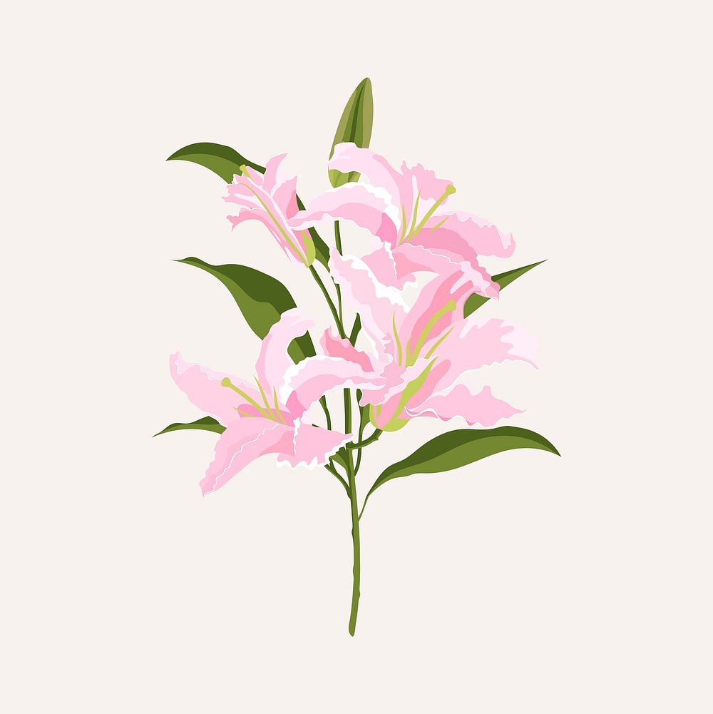 Lily flower clipart, pink botanical, feminine illustration