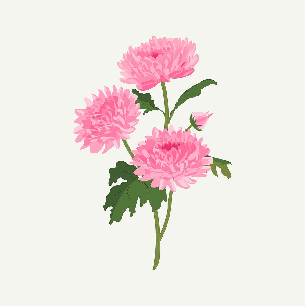 Chrysanthemum flower sticker, pink feminine illustration psd