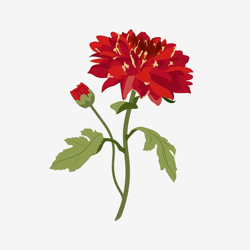 Red flower clipart, realistic chrysanthemum illustration