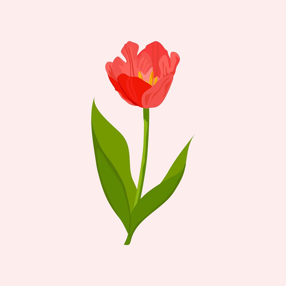 Blooming tulip sticker, red flower illustration psd