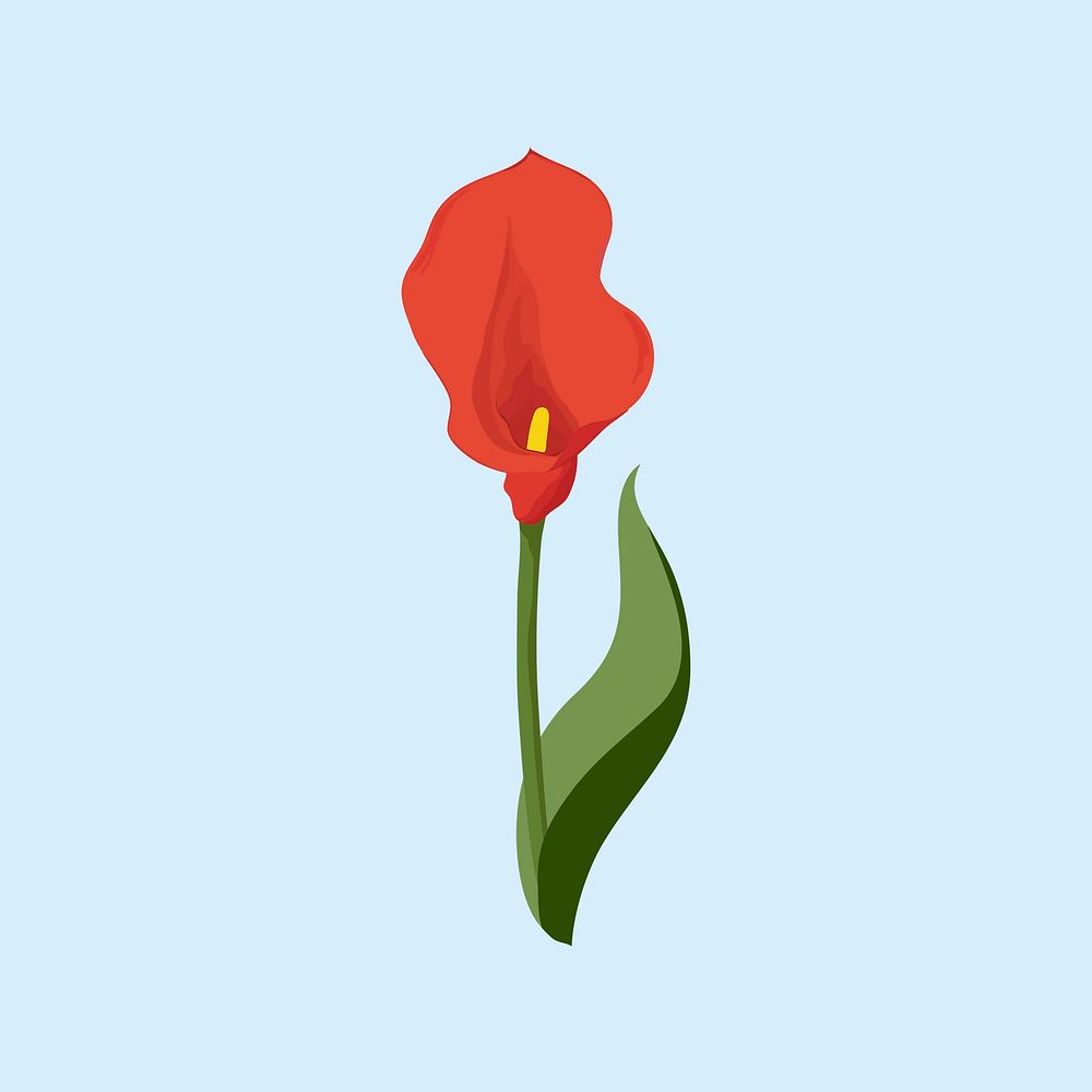 Red calla lily sticker, flower illustration vector