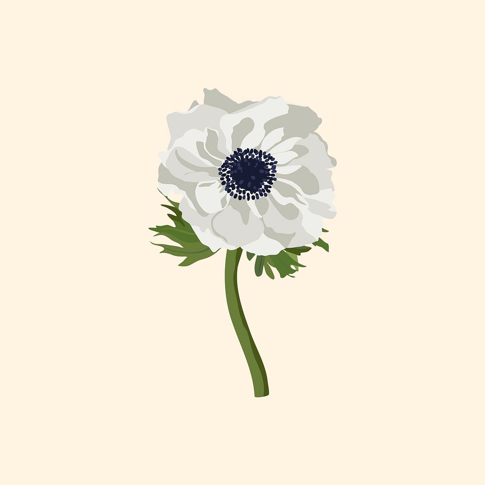 Anemone flower sticker, white botanical illustration vector
