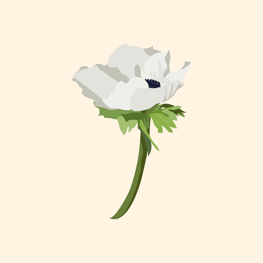 Anemone flower sticker, white botanical illustration vector