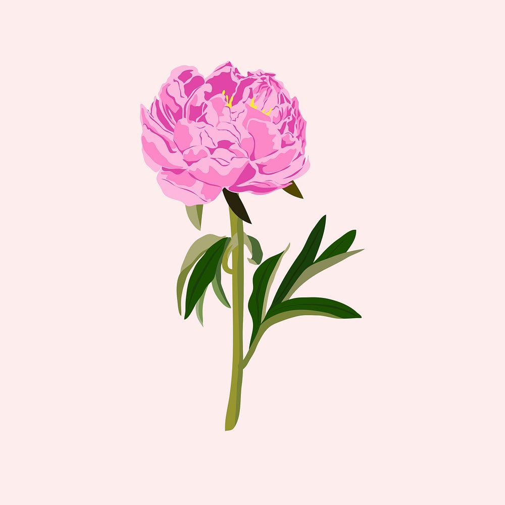 Colorful peony flower clipart, pink botanical illustration vector