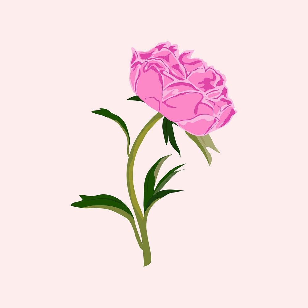 Colorful peony flower clipart, pink botanical illustration psd