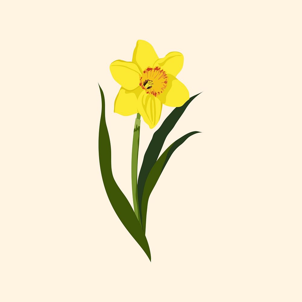 Yellow daffodil clipart, realistic flower illustration