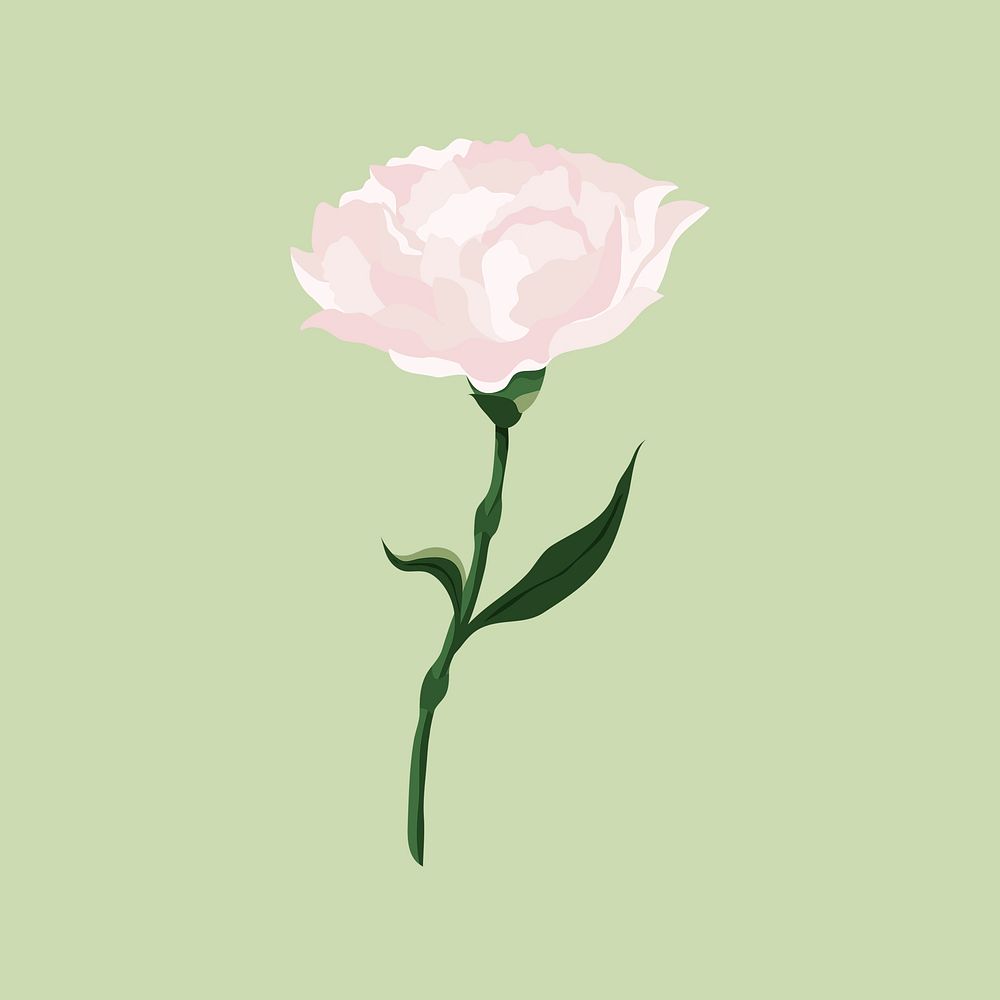 White carnation clipart, aesthetic flower illustration