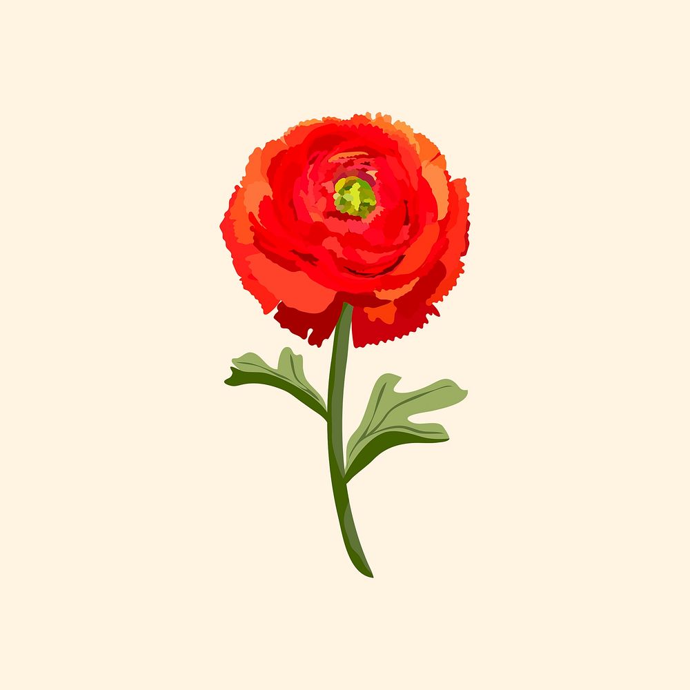 Ranunculus flower sticker, red botanical illustration psd