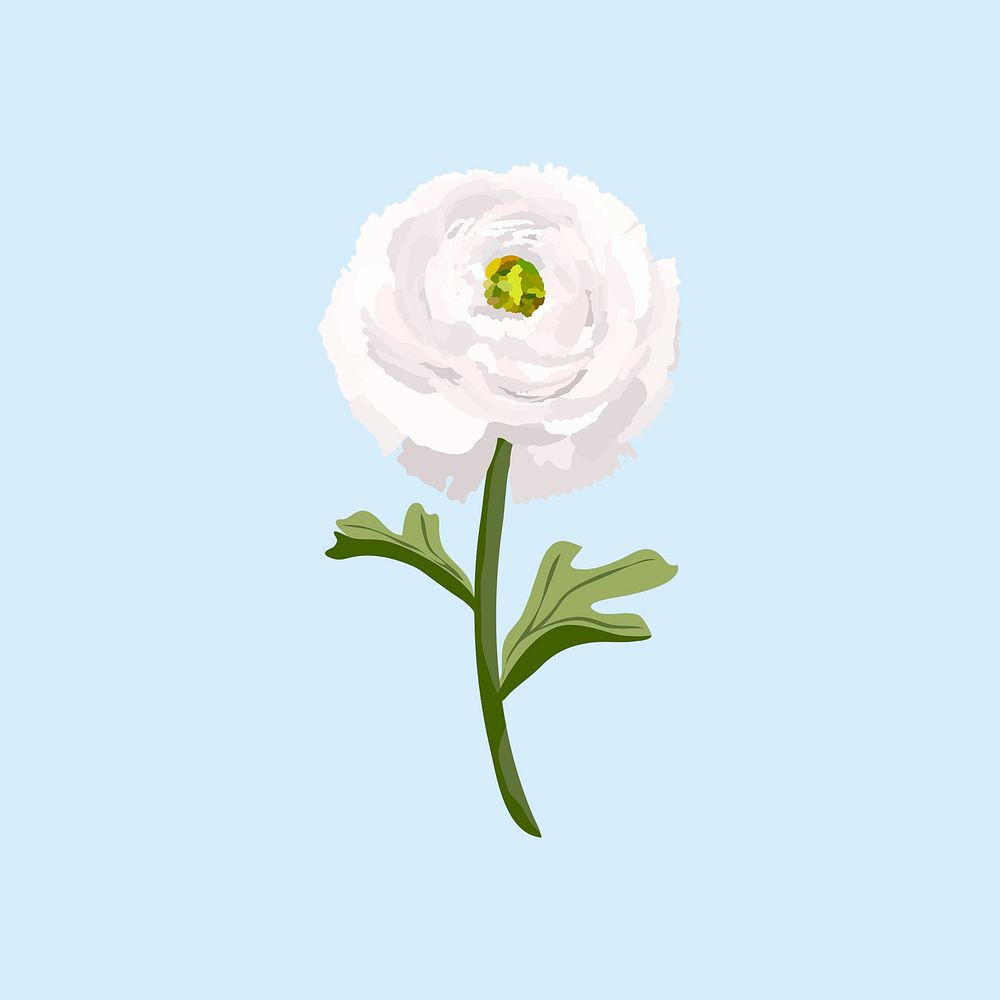 Ranunculus flower sticker, white botanical illustration psd