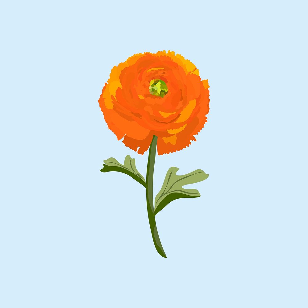 Ranunculus flower clipart, orange botanical illustration