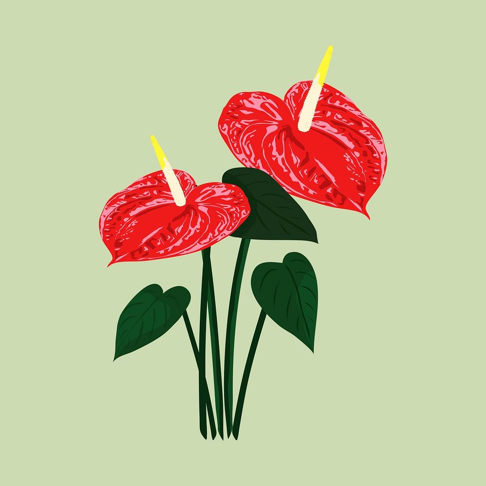 Red anthurium clipart, tropical flower illustration vector