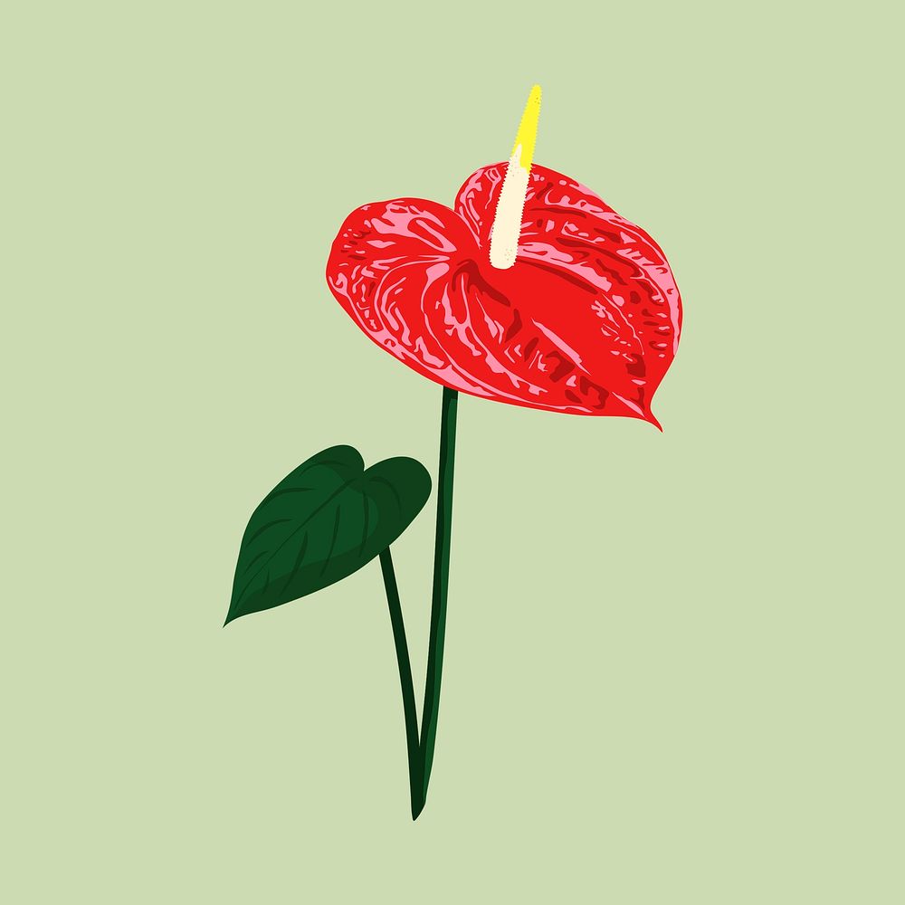Red anthurium clipart, tropical flower illustration psd